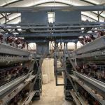 Poultry H Type 3 Tier 4 Tiers Laying Hens Layer Egg Chicken Cage for sale