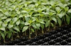 China New design 50 cell trays seedling trays wholesale seedling pot with high quality supplier