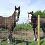 ISO9001 Galvanized Cattle Farming Wire Mesh Fence 200m/Roll