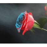 Aeropak Aerosol Spray Paint For Roses Fresh Flowers Spray Paint for sale