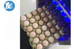 China Automatic Ink Jet Egg Coding Machine With 6 Print Heads Easy Operation supplier