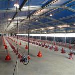OEM Broiler Floor System 380V Broiler Flat Raising Whole House System for sale