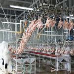 SS304 2000birds/H Poultry Farming Equipment For Slaughtering SONCAP Approval for sale
