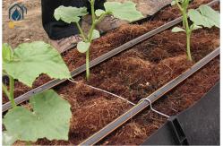 China Hydroponic Plant Growth Planting Trough PP Roll Within 0.7mm Thickness supplier