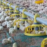 Broiler Automatic Pan Feeding System 2.2KW Automatic Water System For Chickens