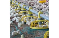 China Broiler Automatic Pan Feeding System 2.2KW Automatic Water System For Chickens supplier
