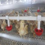 SONCAP 1 To 45 Days Battery Cage For Broilers Modern A / H Frame for sale