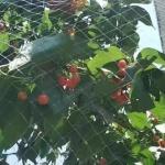Farm And Orchard Knotted Anti Bird Net With Customers Request