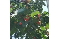 China Farm And Orchard Knotted Anti Bird Net With Customers Request supplier