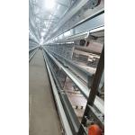 4 Tiers Poultry Manure Removal System 1800 / 2100mm Width Farm Cage for sale