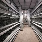 380V Broiler Automatic Feeder , 500KGS Hot Dip Galvanized Chicken Cage Equipment for sale