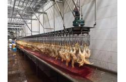 China Chicken Goose Turkey Duck Slaughter Machine 1000BPH Poultry Processing Machine supplier