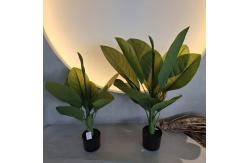 China Long Lasting Plastic Material Artificial Plants 70cm Artificial Dieffenbachia Tree supplier