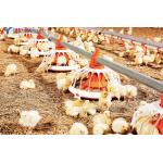 Convenient Assembly Automatic Chicken Feeder System , Broiler  Chicken Drinking System