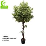 Wholesaler Popular Beautiful 165cm Artificial Variegated Ficus Tree Indoor Decor And Space Landscaping for sale