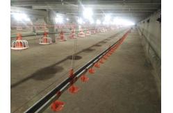 China Automatic Feeding System For Poultry Chicken Feeding Line 10 Liters Capacity supplier