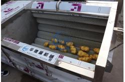 China Automatic Food Processing Machines 304 SUS  Potatoes Peeling Machine supplier