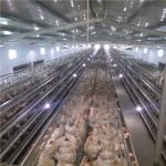 Automatic Chicken Layer Cage 4 5 Tiers HDG H Frame Egg for sale