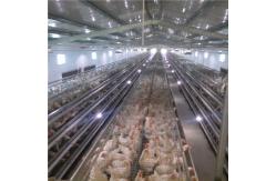 China Automatic Chicken Layer Cage 4 5 Tiers HDG H Frame Egg supplier