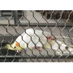 Protection Parrot Aviary Mesh Environmental Enclosure Rust Resistant for sale