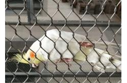 China Protection Parrot Aviary Mesh Environmental Enclosure Rust Resistant supplier