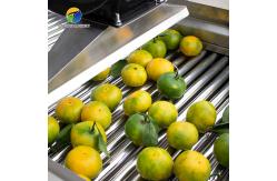 China Customized Driven Pesticide Exclude Vegetable Processing Line , Centrifuging Tomato Processing Line supplier