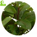 Good-Looking Homesense Artificial Plants Artificial Zebra Plant Garden Decor