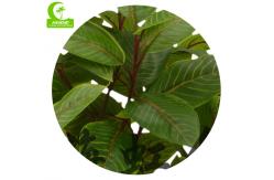 China Good-Looking Homesense Artificial Plants Artificial Zebra Plant Garden Decor supplier