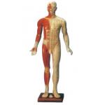 China Male Training Manikin Acupuncture Point Model mannequin with Fourteen Channel for sale