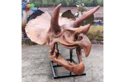 China Jurassic World Replica Triceratops Skeleton Sunproof For Museum supplier