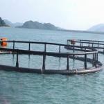 White Aquaculture Net Cage Long Working Life Eco - Friendly Feature