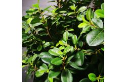 China Eco Friendly Artificial Potted Floor Plants Boxwood Single Trunk supplier