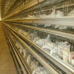 160 Birds A Type Poultry Cage Hens Poultry Egg Farming Equipment for sale