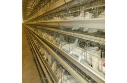 China 108 Chickens High Brood Survival Rate Broiler Cage System For Little Chick supplier