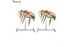 China Apiculture Tools Beekeeping Equipment 60cm 110cm Height bee anatomy model supplier