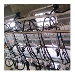 Parallel Lines 20T/H Herringbone Milking Parlor Automatic Milk Machine