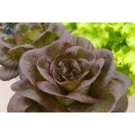 PVC Hydroponic Growing System NFT Pipes For Greenhouse Leafy Vegetables Planting for sale