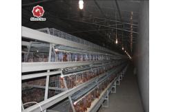 China 120/160 Chickens Per Set Newest Battery Chicken Cage Steel Wire Mesh supplier