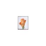 720*1280 C052SWA2-1 5.2 inch LCD Panel Display for Phone for sale