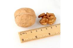 China China Fastest Shipping and Freshest Natural 185 Walnut kernel without shell supplier