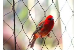 China Bird Aviary Wire Mesh , Macaw Parrot Aviary Rope Mesh Protective Cage Enclosure Balcony supplier