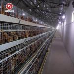 Hot Galvanized Q235 Chicken Raising Equipment Multi Layer for sale