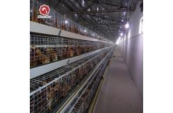 China Baby Chicks Cage Include Drinking System supplier