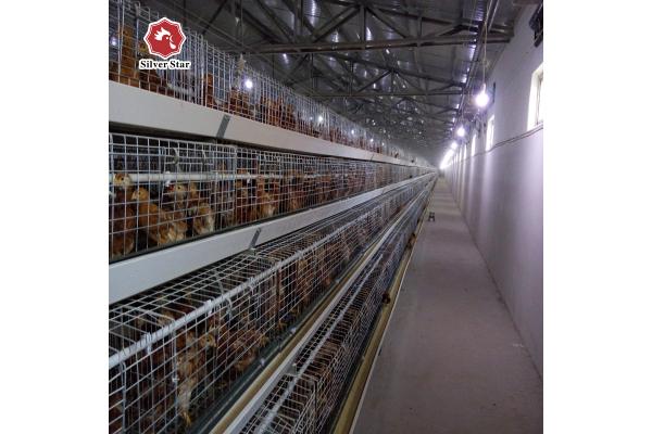 Hot Galvanized Q235 Chicken Raising Equipment Multi Layer