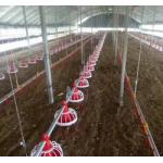 Customized Poultry Chick Line Feeder Broiler House Flooring Tube Chain Conveyor