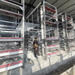 Multi Tier Poultry House Cleanout Equipment , 1.2mm 220v Battery Cage System for sale