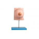 Hospital Training Anatomy Breast Model With 2 Parts In Resting Period for sale