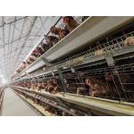 Chicken Animals Battery Cages Layer System With Auto Feeder Drinker And Cleaner