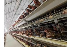 China Chicken Animals Battery Cages Layer System With Auto Feeder Drinker And Cleaner supplier