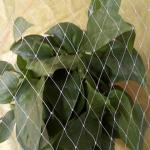 Flowers And Fruit Anti Bird Net For Agriculture With UV Resistance